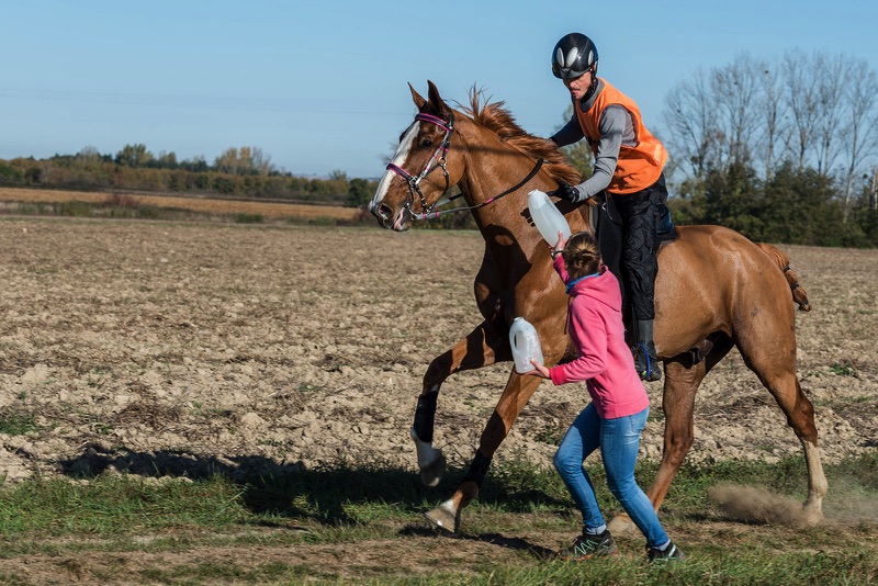 Reportage Endurance Équestre ©DandyManchOt