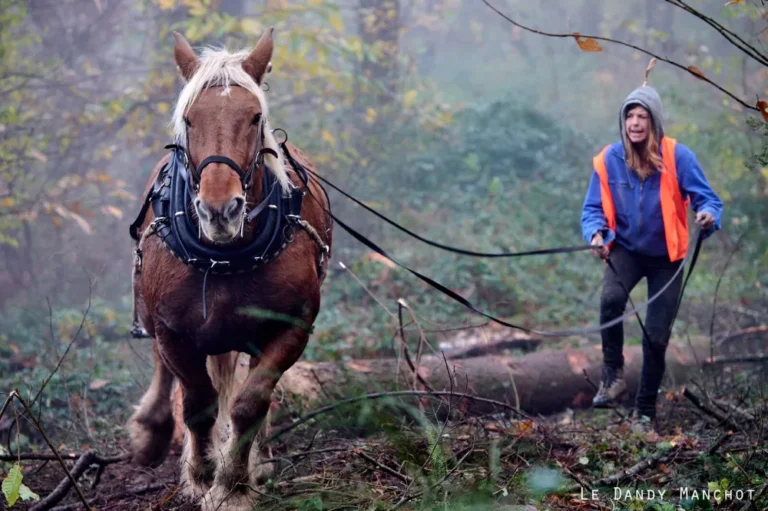 Debardage tarction animale